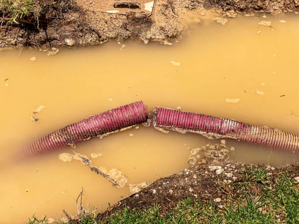 Best Flood restoration services  in Rayne, LA