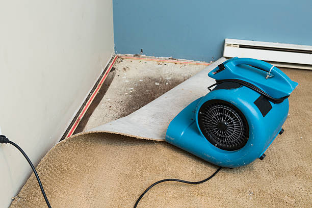 Best Water damage cleanup near me  in Rayne, LA